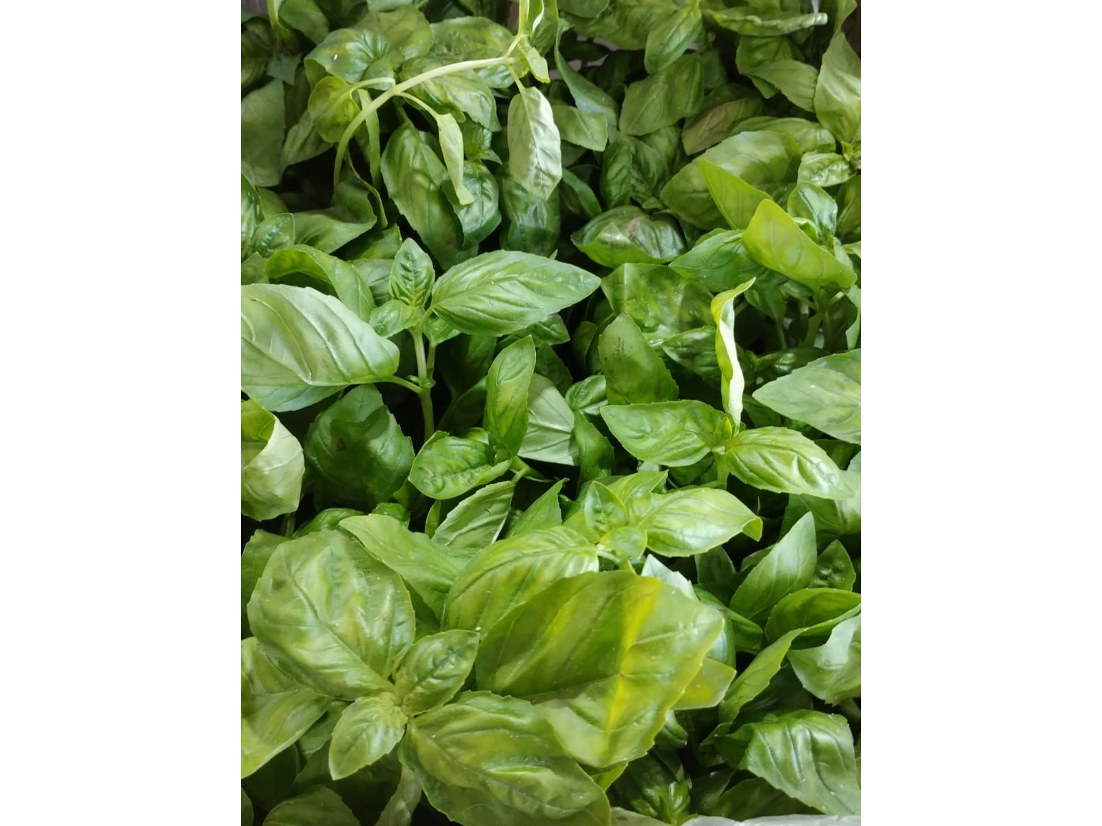 Albahaca