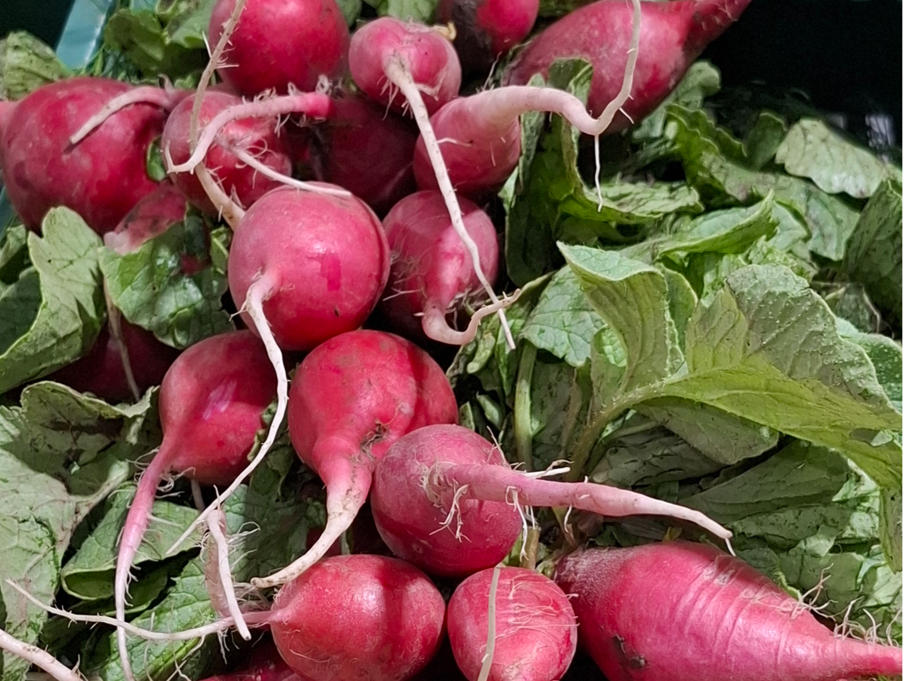 Rabanito