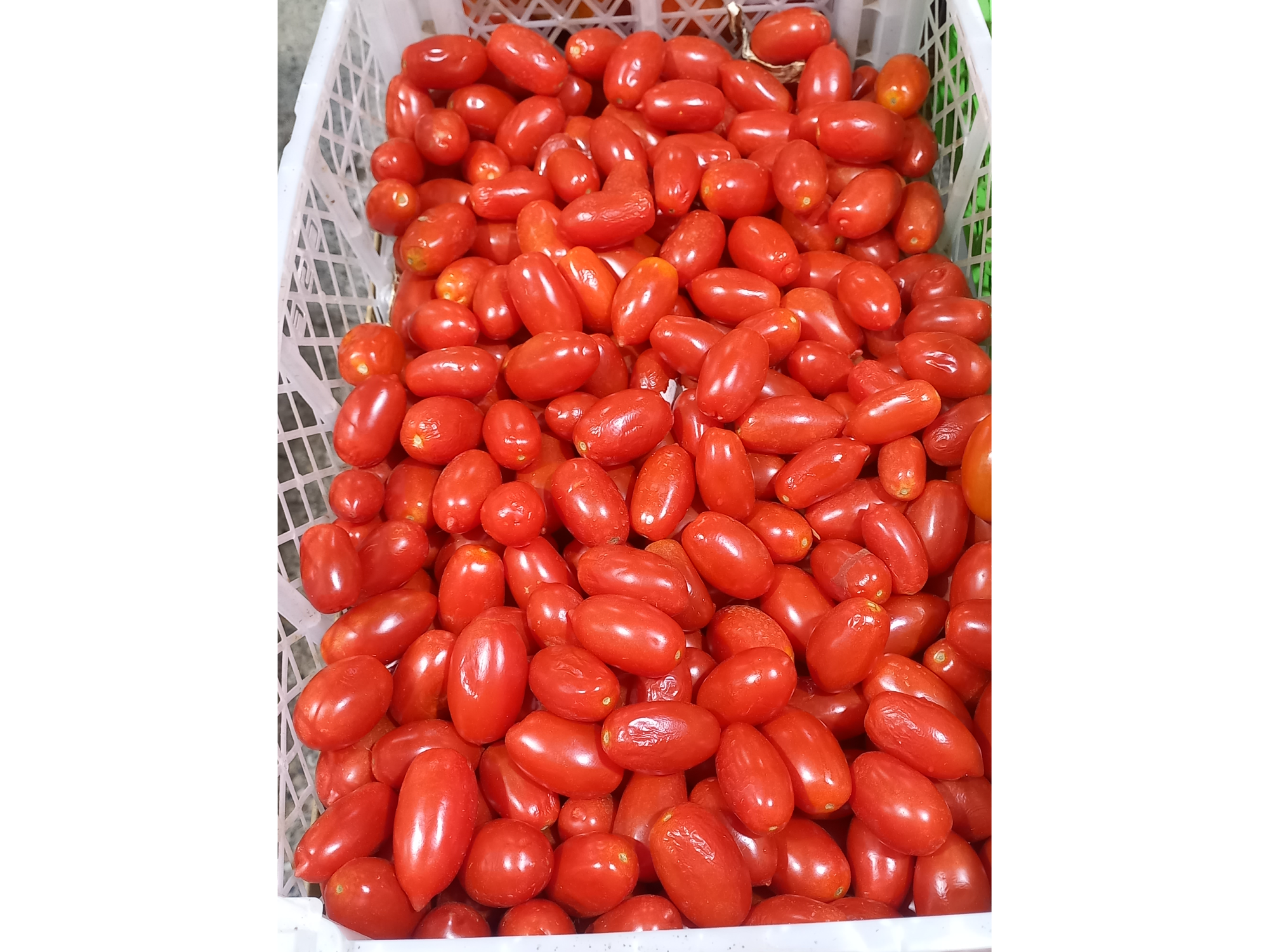 Tomate Cherry