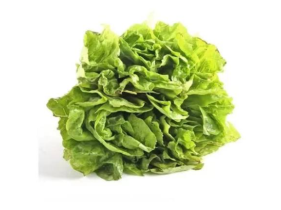Lechuga Criolla