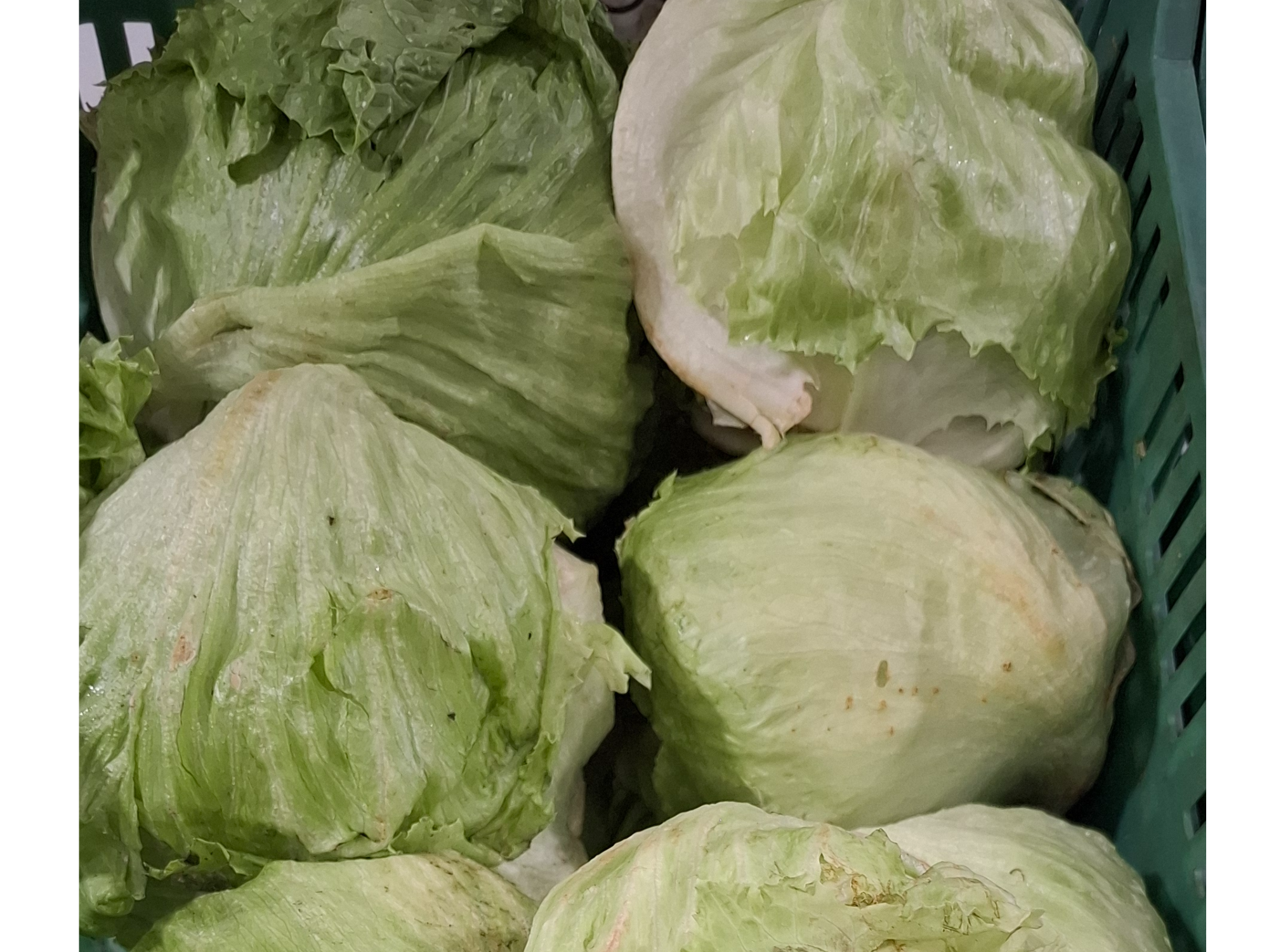 Lechuga Repollada