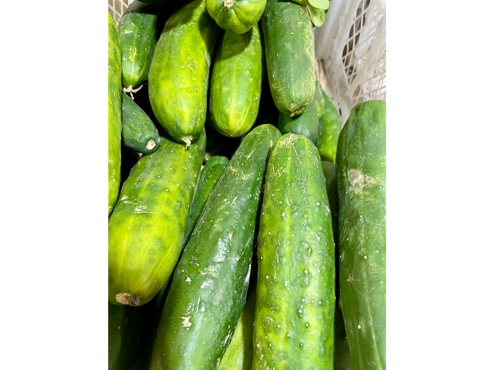 Pepino