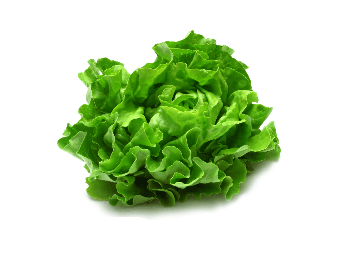 Lechuga Manteca