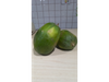 Papaya Nacional
