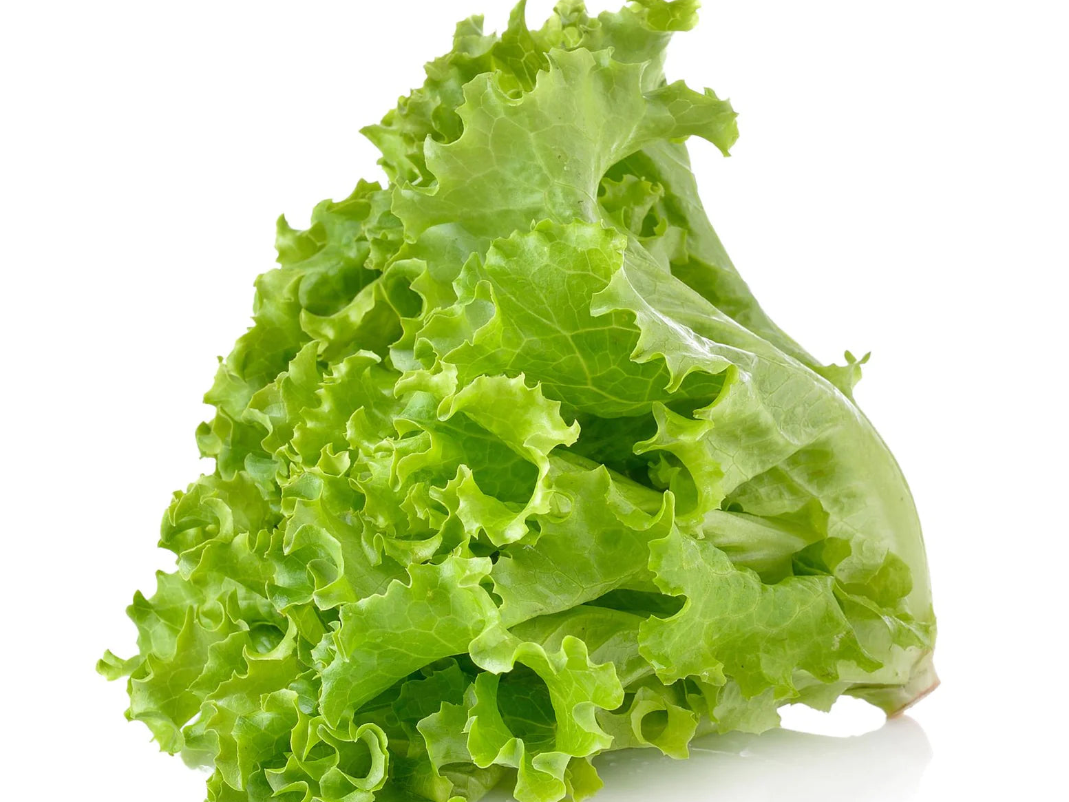 LECHUGA CRESPA por unidad