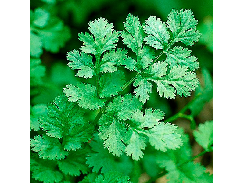 CILANTRO