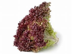 LECHUGUIN MORADO