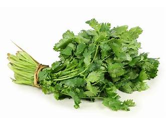 CILANTRO ATADO