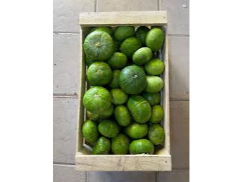 ZAPALLITO COMERCIAL