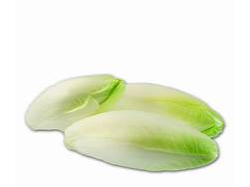 LECHUGA  ENDIVIA