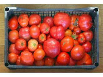 TOMATE SEGUNDA