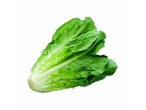 LECHUGA CRIOLLA