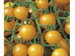 Tomate cherry amarillo