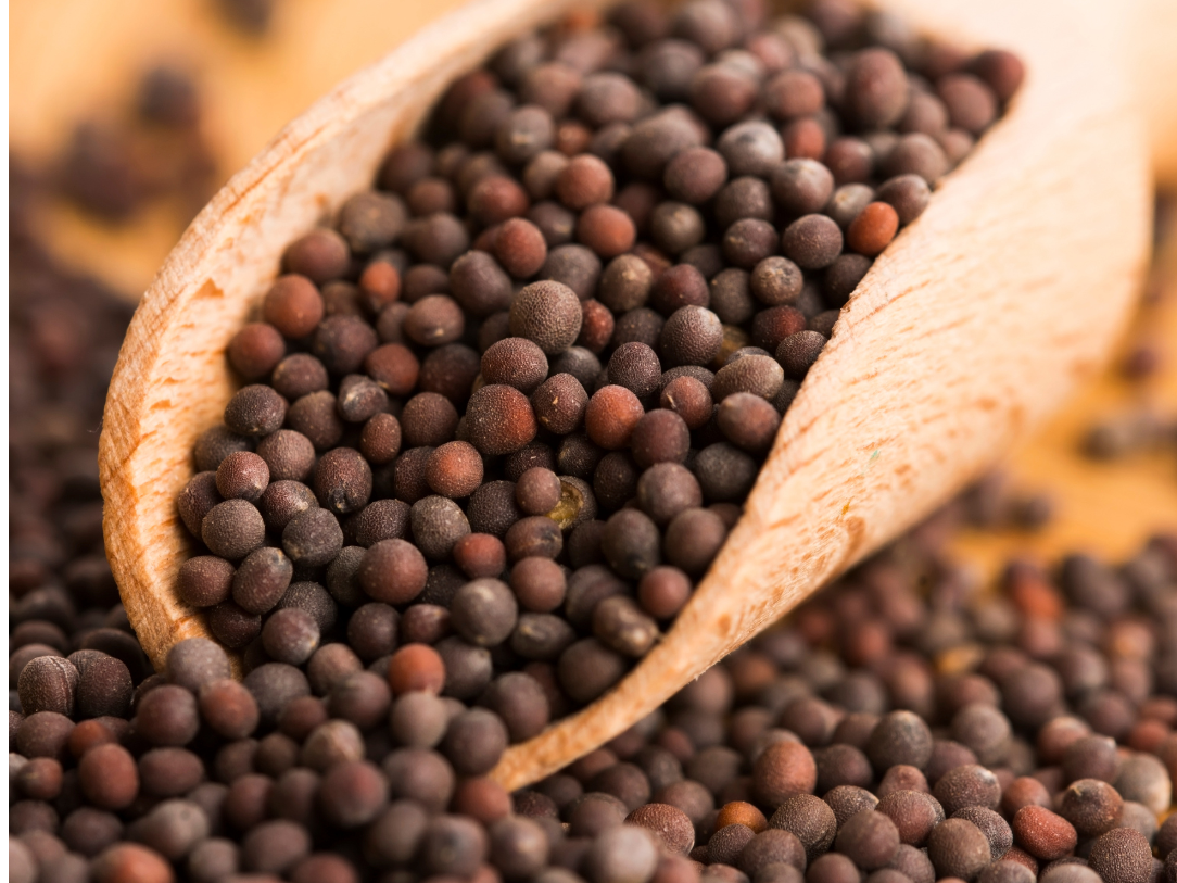 Semillas de Mostaza marrón