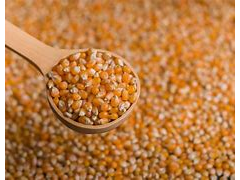 MAIZ PISINGALLO X KILO