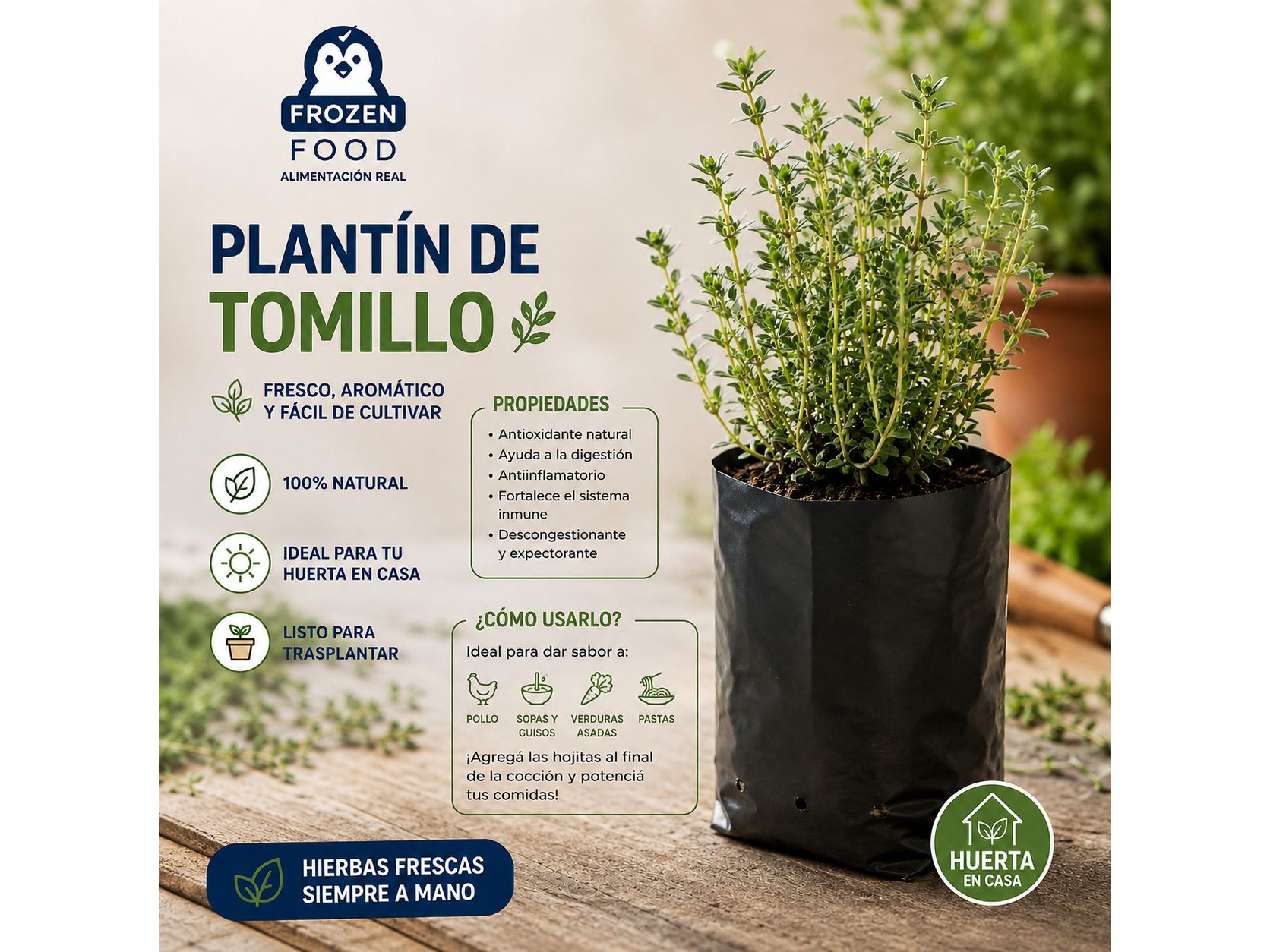 Plantín de Tomillo