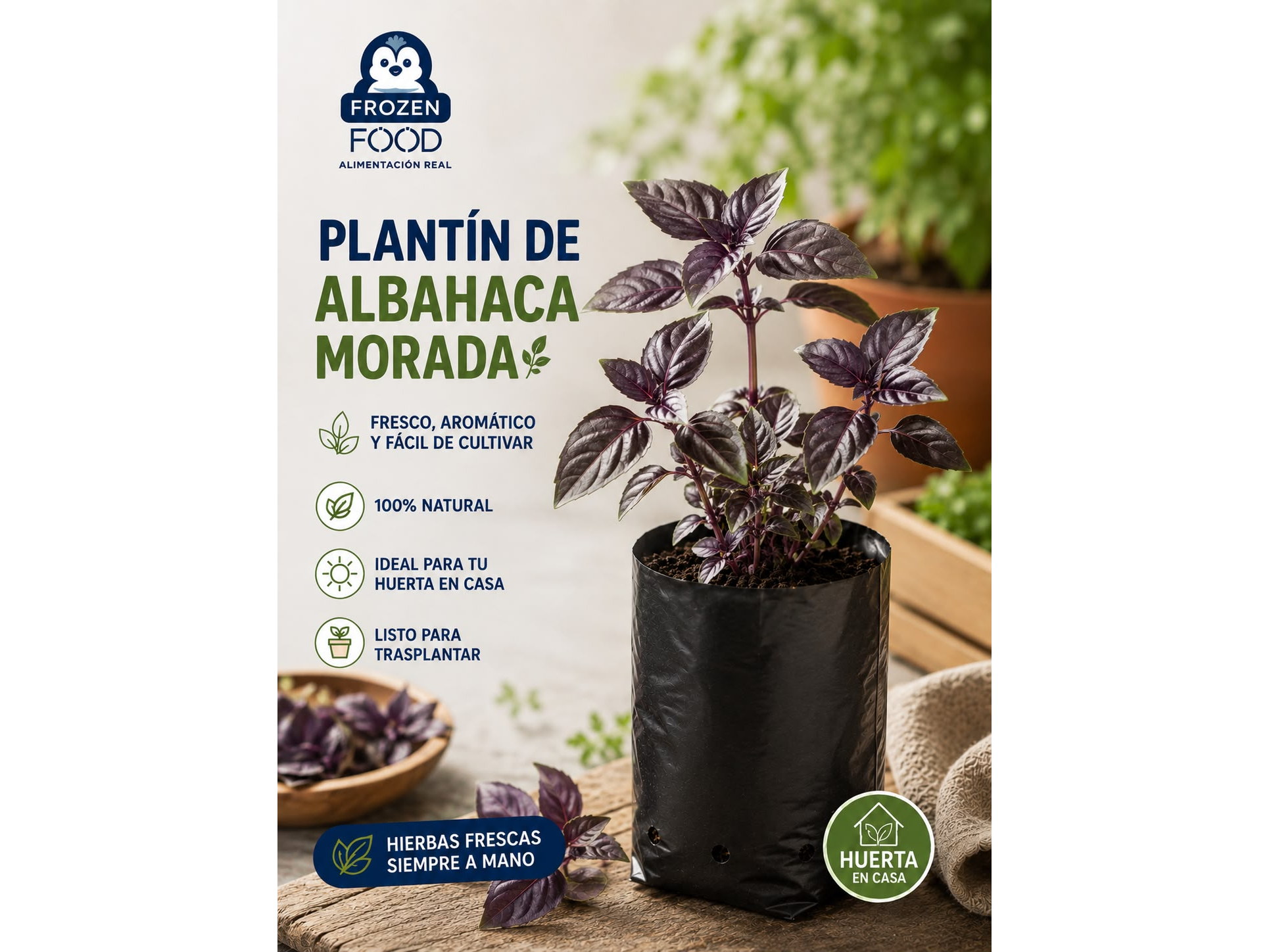 Plantín de Albahaca Morada