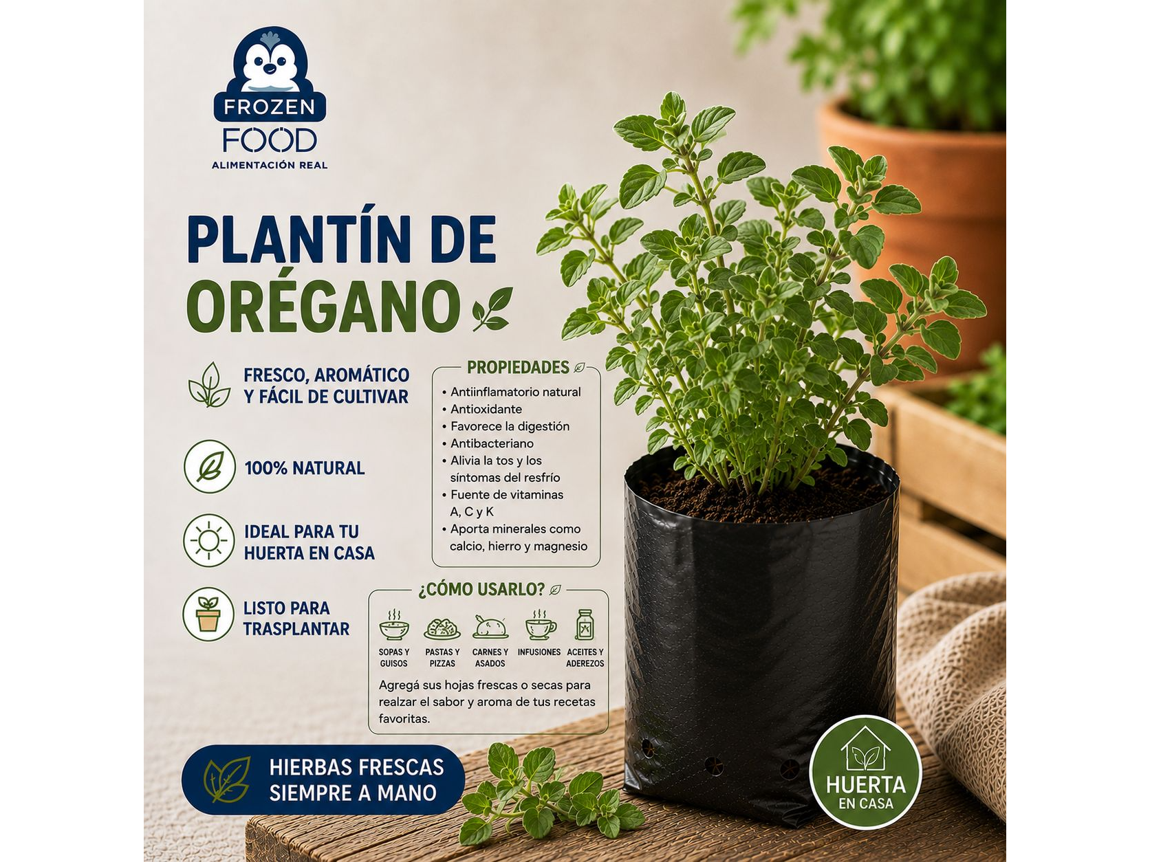 Plantín de Orégano