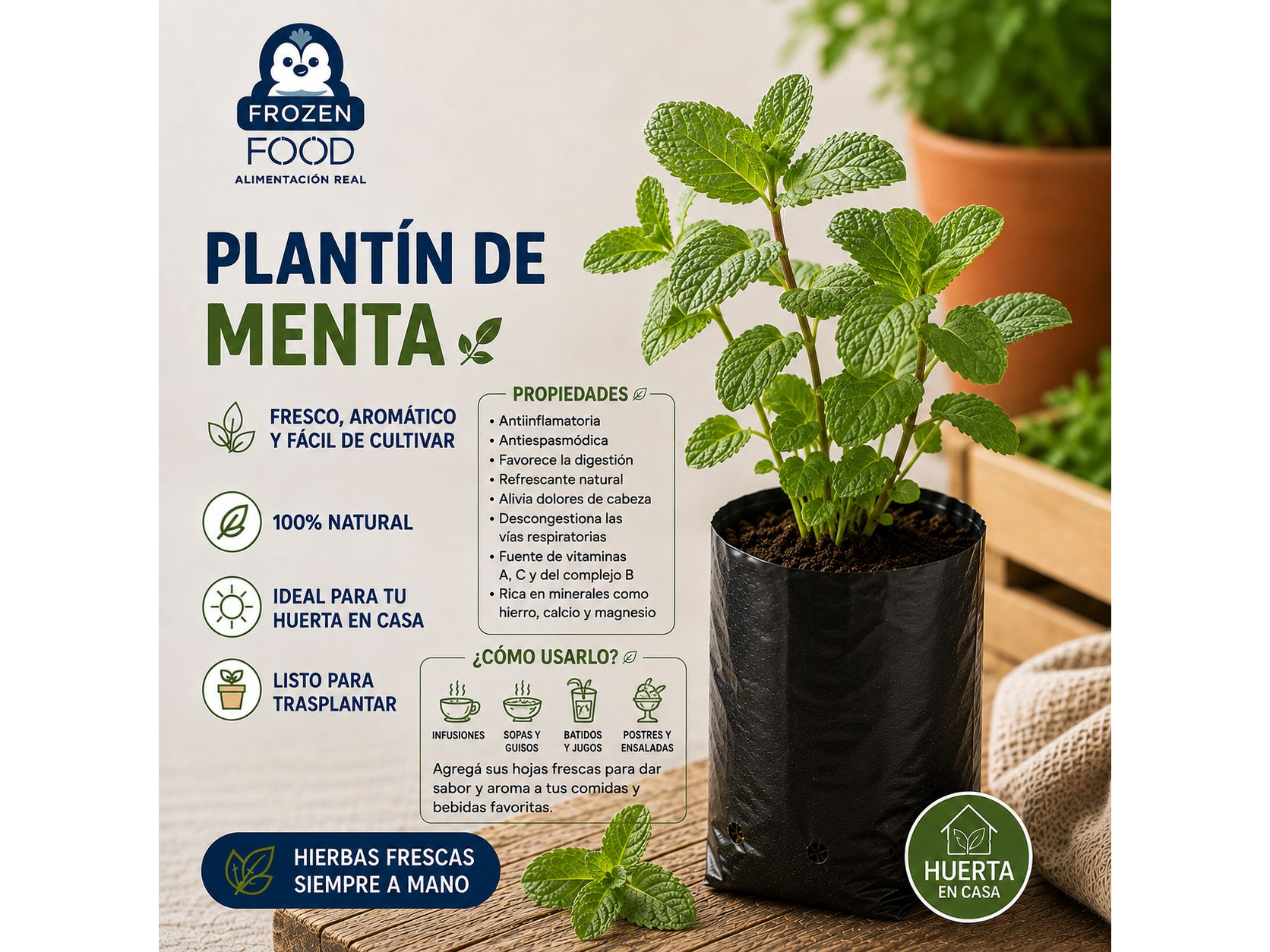 Plantín de Menta