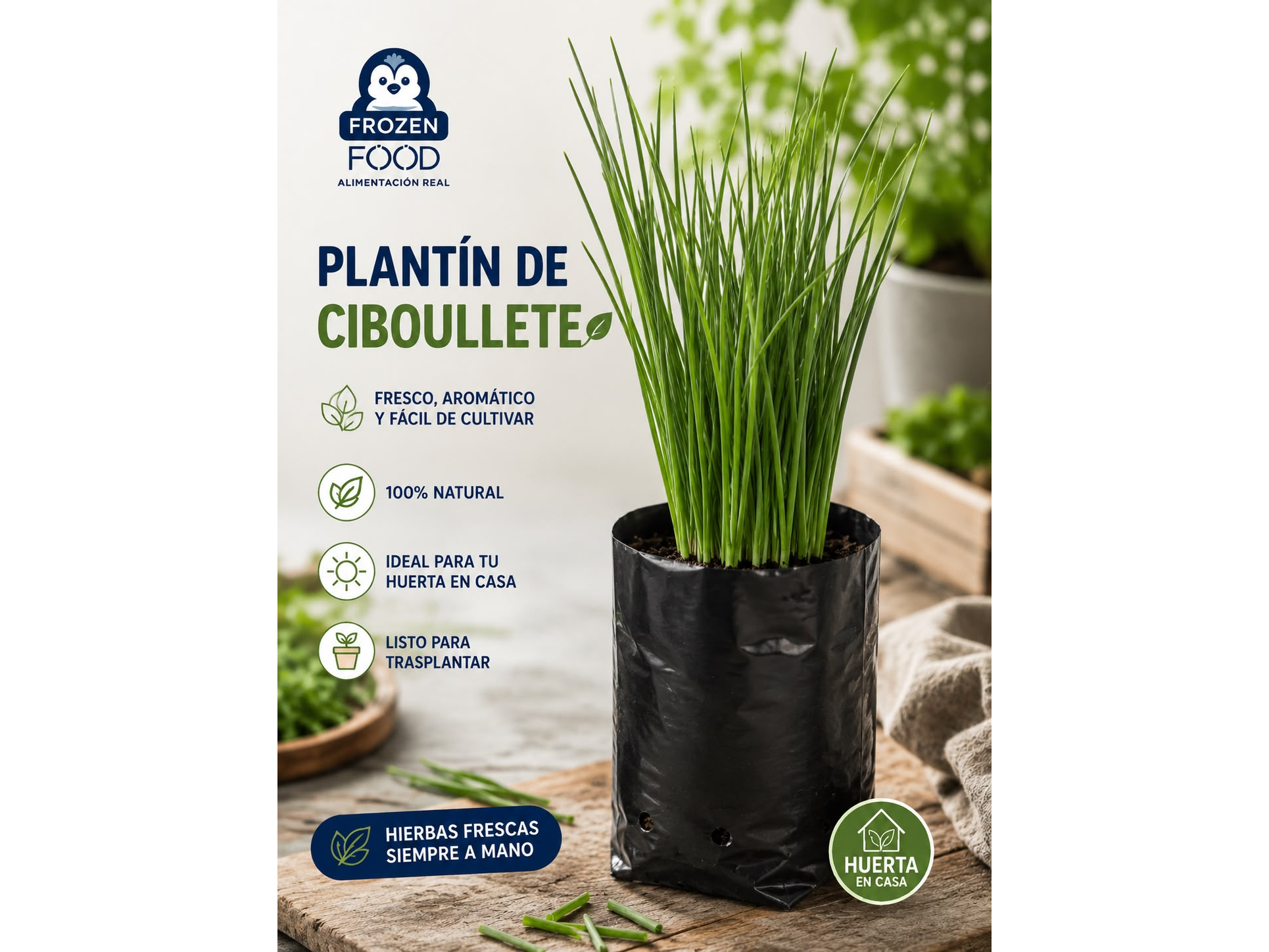 Plantín de Ciboullete