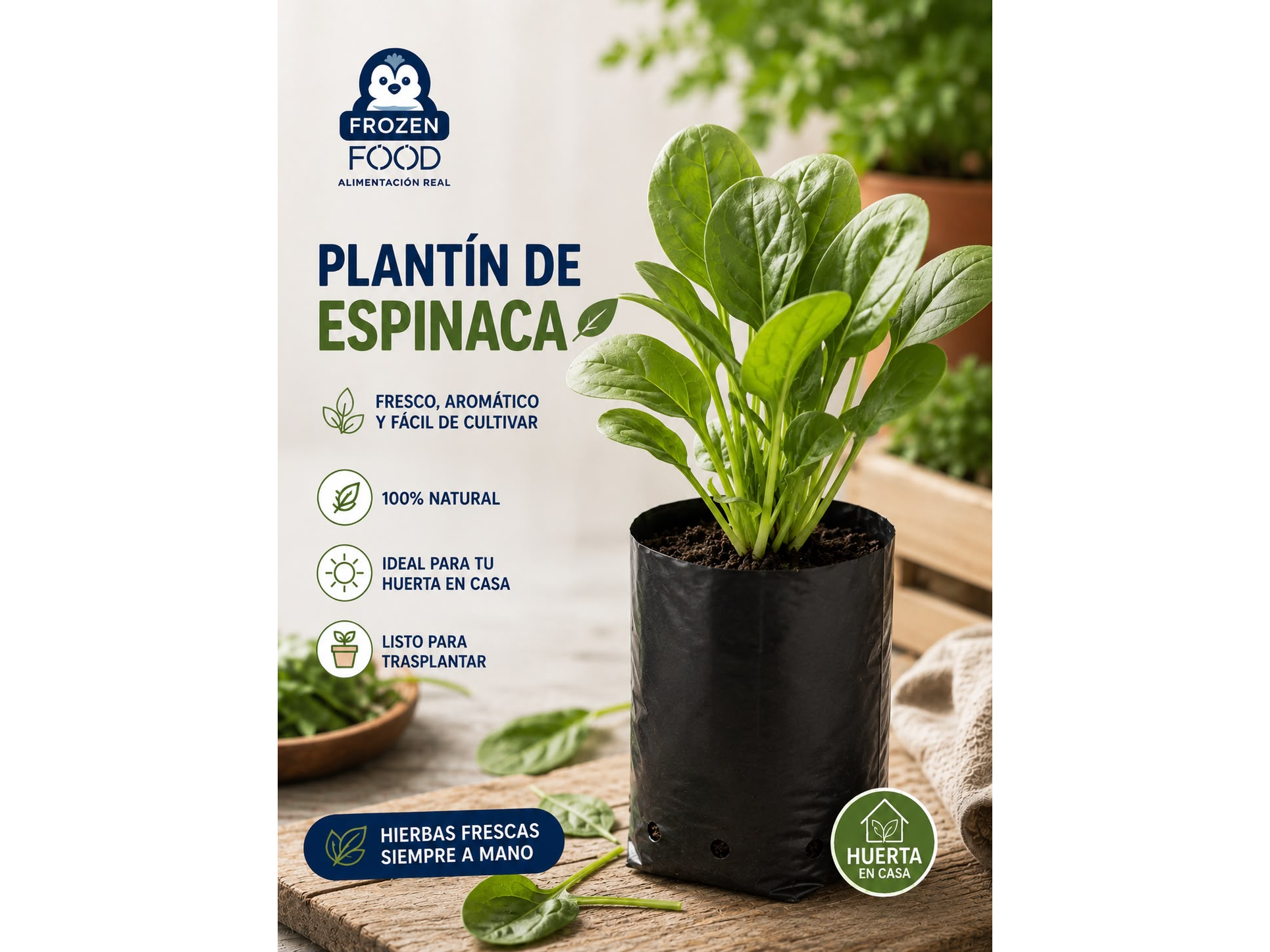 Plantín de Espinaca