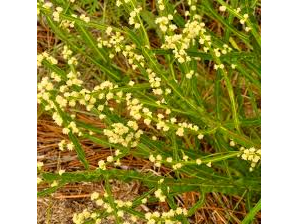 Carqueja en hierbas x50 grs