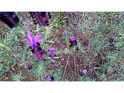 Flor de lavanda (alhucema) x50 grs