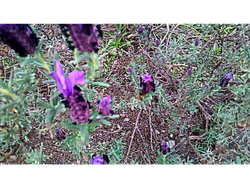 Flor de lavanda (alhucema) x50 grs
