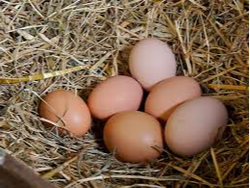 HUEVOS DE CAMPO DE GALLINAS LIBRES
