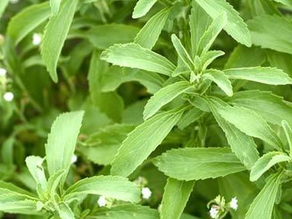 STEVIA EN HOJA 100GRS