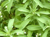 STEVIA EN HOJA 100GRS