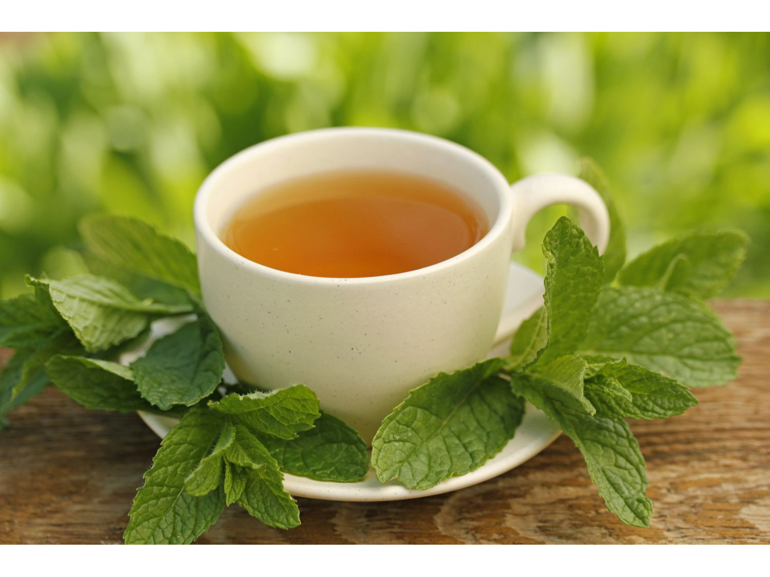 MENTA