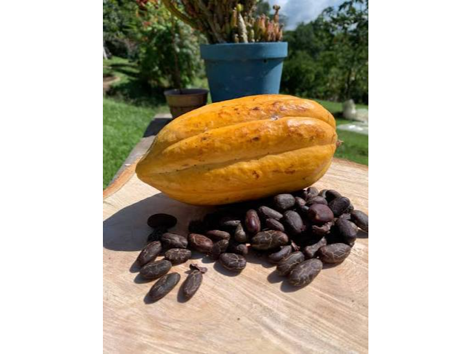 SEMILLAS DE CACAO