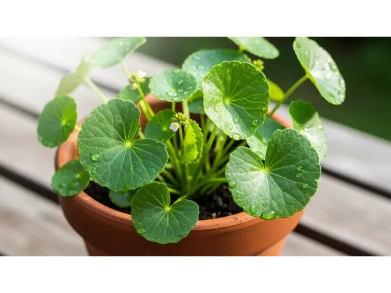 CENTELLA ASIATICA
