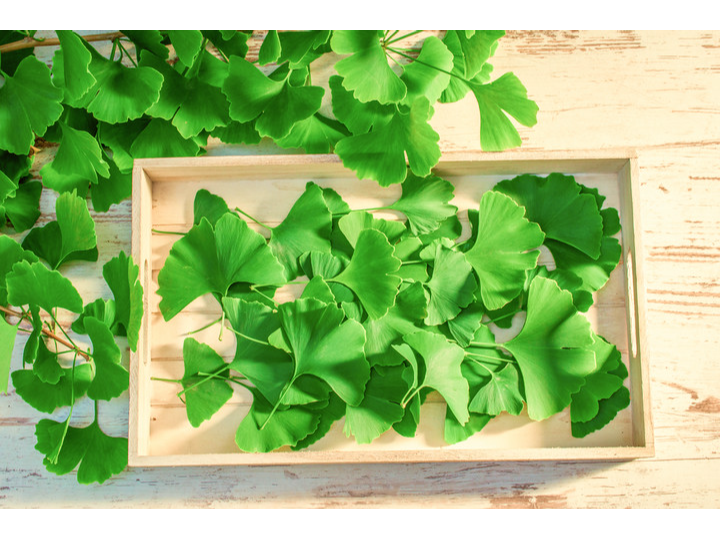 GINKGO BILOBA