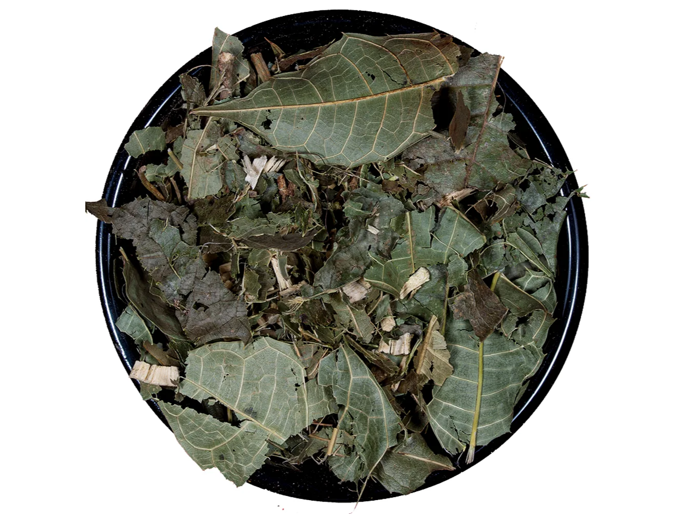 CONGOROSA