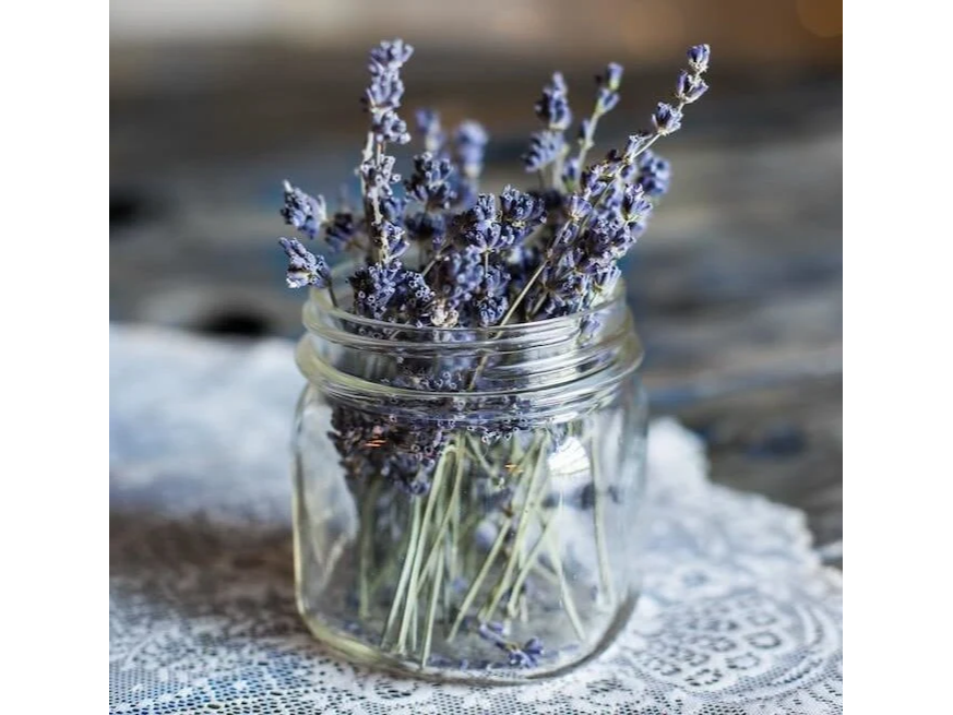 LAVANDA