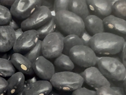 Poroto negro