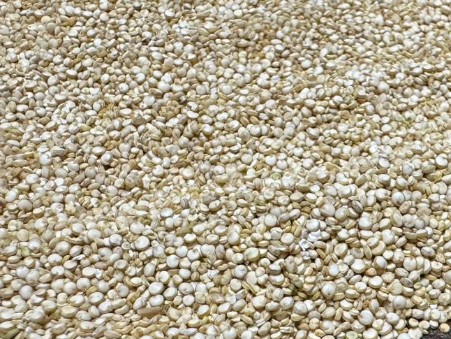 Semilla quinoa peruana