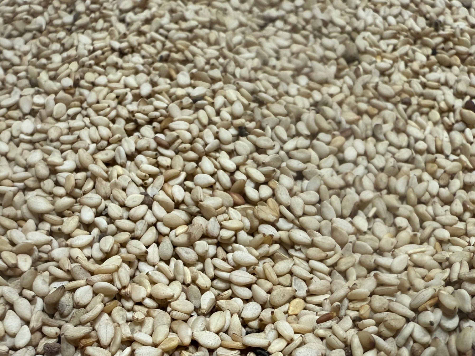 Semilla de sésamo blanco