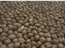 Garbanzo