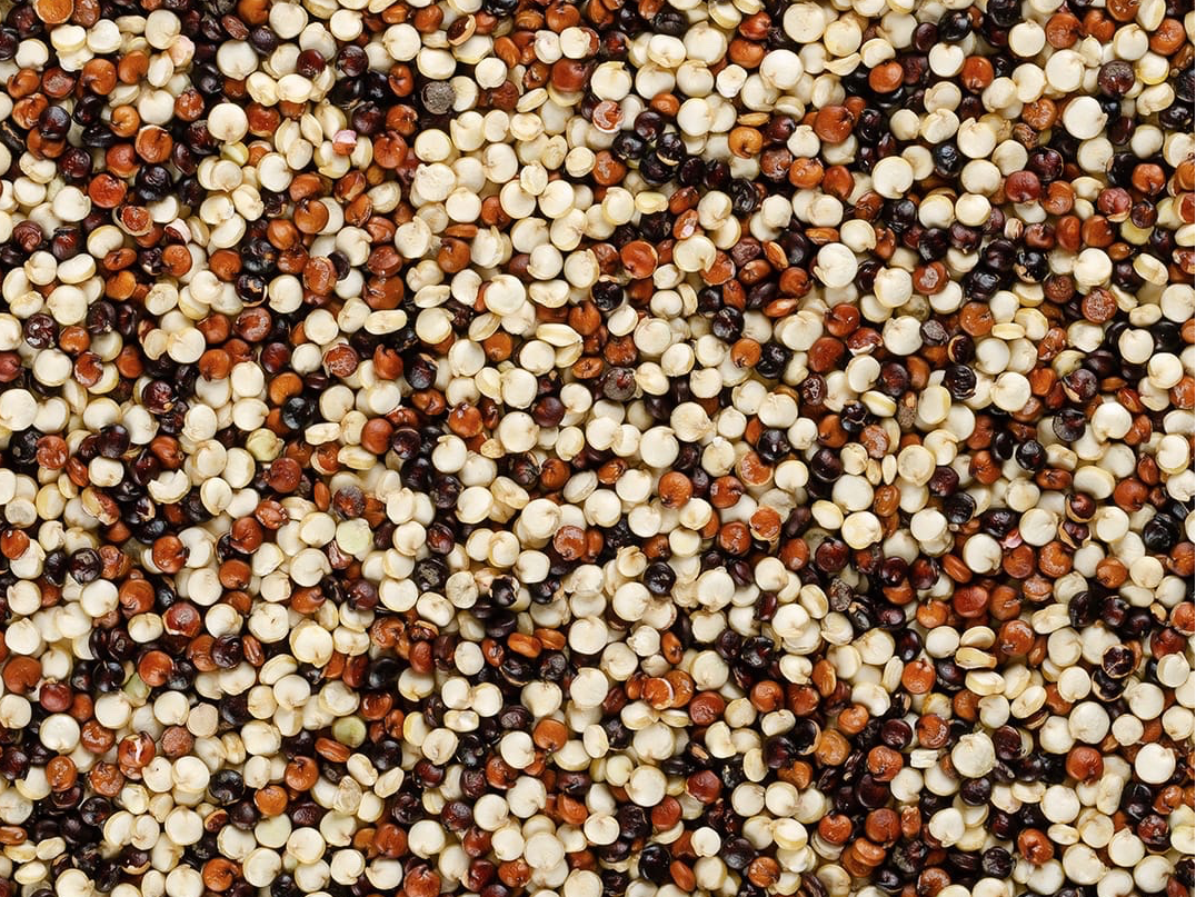 Quinoa Tricolor