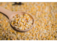 Maíz Amilaceo - (x 1 Kg)