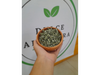 Burro