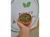 Stevia en hoja