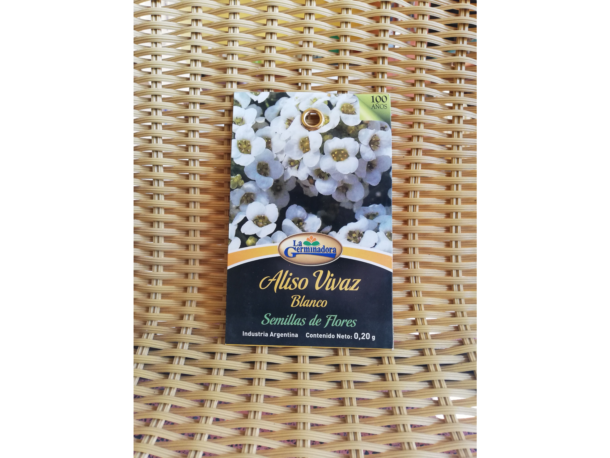 Aliso vivaz blanco P - V