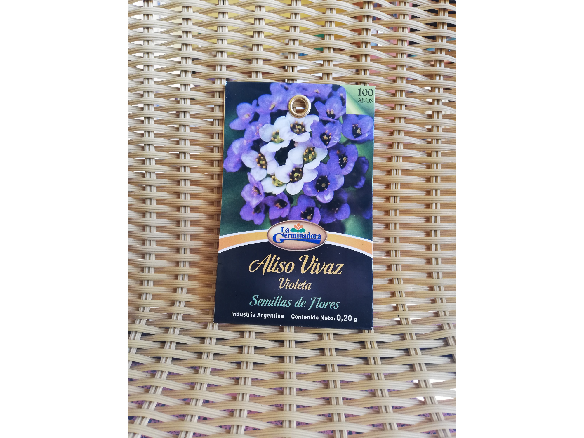 Aliso vivaz violeta P- V