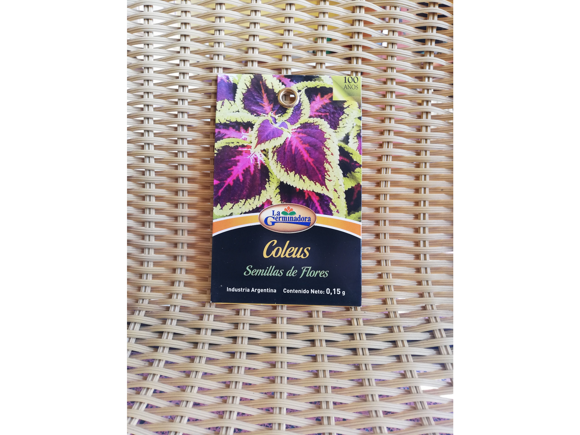 Coleus -cretona- variado X - P - V