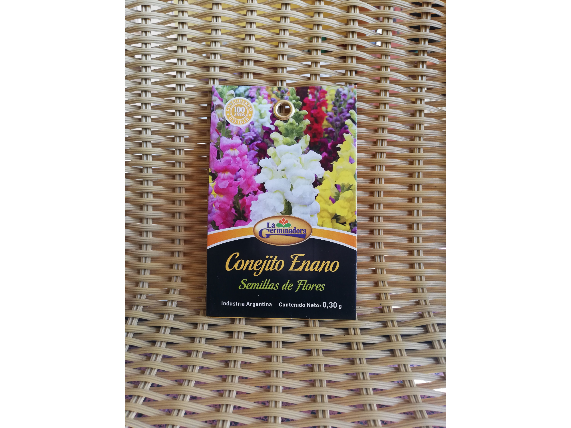 Conejito enano variado T