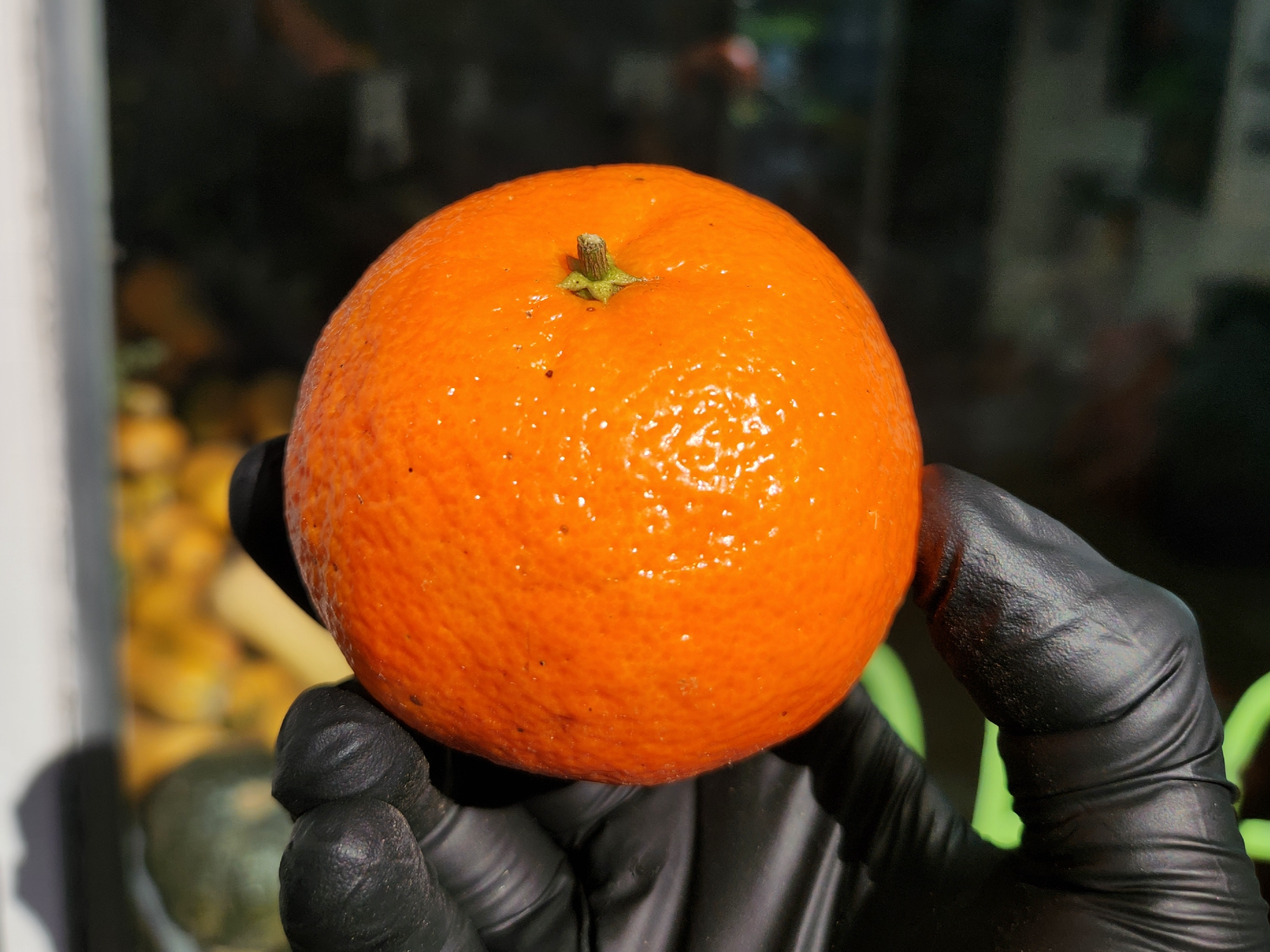 🍊Mandarina sin semilla